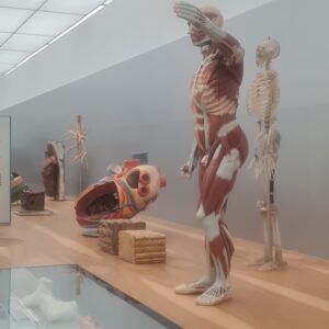 Saubermenschen. Anatomische Modelle