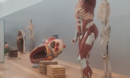 Saubermenschen. Anatomische Modelle